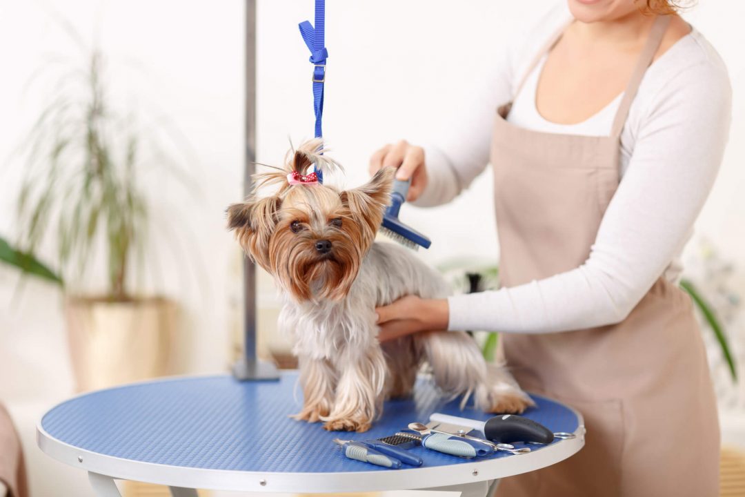Quality Pet Groomer in WA, region